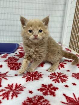 Domestic Short Hair Cats Available for Adoption in Brookings, Oregon - Xander | PetCurious