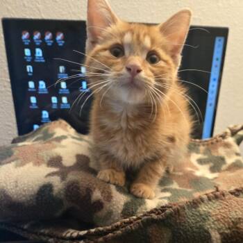 Boo-Boo (bonded pair) -  Domestic Short Hair Cat for Adoption in Phoenix, Arizona - Boo-Boo (bonded Pair) | PetCurious