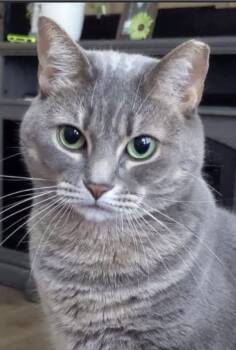 Freedeau -  Domestic Short Hair Cat for Adoption in Covington, Louisiana - Freedeau | PetCurious