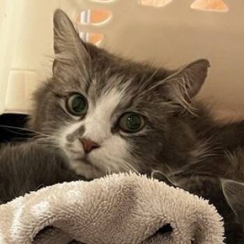 Rescue Domestic Long Hair Cats for Adoption in Cumming, Georgia - Dust Bunny | PetCurious