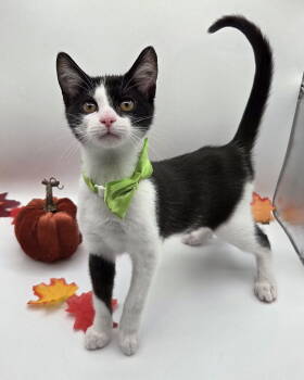 Rescue Domestic Short Hair and Tuxedo Cats for Adoption in Attalla, Alabama - Pepper | PetCurious