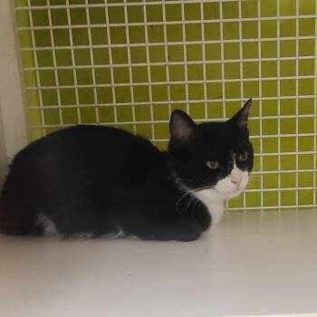Domino -  Domestic Short Hair Cat for Adoption in Tallahassee, Florida - Domino | PetCurious