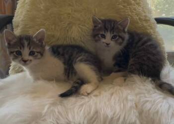 Rescue Domestic Medium Hair Cats for Adoption in St. George, Utah - Ruby And Pearl | PetCurious