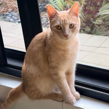 Gilligan -  Domestic Short Hair Cat for Adoption in Los Angeles, California - Gilligan | PetCurious
