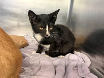 A233983 -  Domestic Short Hair Cat for Adoption in Grand Prairie, Texas - A233983 | PetCurious