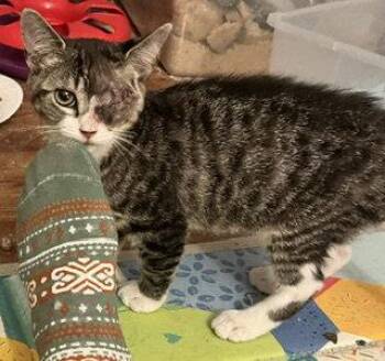 Firefly -  Domestic Short Hair Cat for Adoption in Denver, Colorado - Firefly | PetCurious