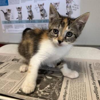 BRUNHILDA -  Domestic Short Hair Cat for Adoption in San Antonio, Texas - BRUNHILDA | PetCurious