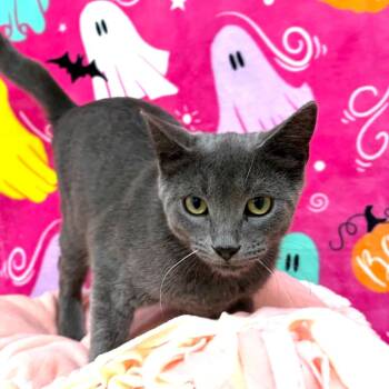 Phantom -  Domestic Short Hair Cat for Adoption in Riverwoods, Illinois - Phantom | PetCurious