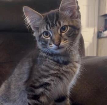 Poseidon (Brittney-fostered in TN) -  Domestic Medium Hair and Tabby Cat for Adoption in Brighton, Tennessee - Poseidon (Brittney-fostered In TN) | PetCurious