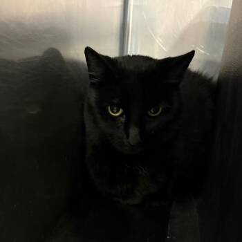 Scarlett -  Domestic Short Hair Cat for Adoption in Spokane, Washington - Scarlett | PetCurious