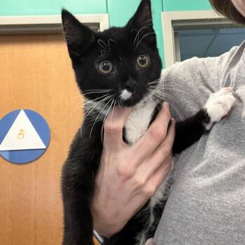 Milo -  Domestic Short Hair Cat for Adoption in Pittsburgh, Pennsylvania - Milo | PetCurious