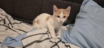 Gabe -  Domestic Short Hair Cat for Adoption in Weehawken Township, New Jersey - Gabe | PetCurious