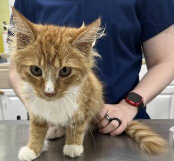 Rescue Domestic Long Hair and Maine Coon Cats for Adoption in Arlington, Virginia - Sherbert-Cuddly Sweetness | PetCurious