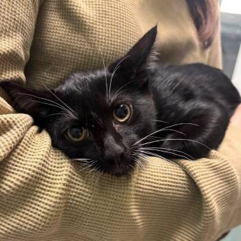 Cinder -  Domestic Short Hair Cat for Adoption in Lenexa, Kansas - Cinder | PetCurious