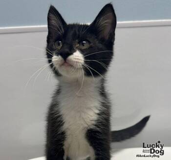 Sidney -  Domestic Short Hair Cat for Adoption in Washington, District Of Columbia - Sidney | PetCurious