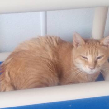 Arnold -  Domestic Short Hair Cat for Adoption in Casa Grande, Arizona - Arnold | PetCurious