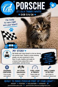 Porche "Portia" -  Domestic Long Hair and Tabby Cat for Adoption in Morganton, North Carolina - Porche "Portia" | PetCurious