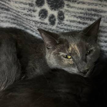 Piggy -  Domestic Short Hair Cat for Adoption in Las Vegas, Nevada - Piggy | PetCurious