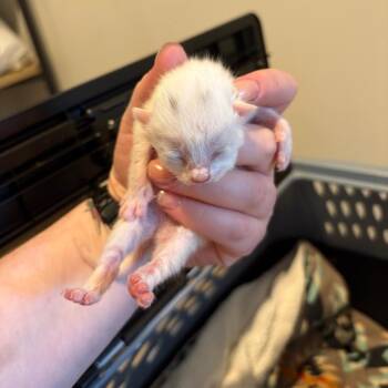 Starry -  American Shorthair Cat for Adoption in Greenfield, Indiana - Starry | PetCurious