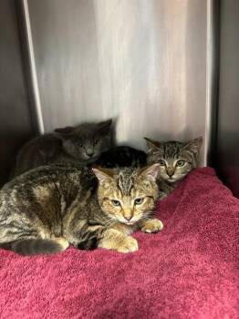 Domestic Short Hair Cats Available for Adoption in Santa Cruz, California - JUNIPER* | PetCurious