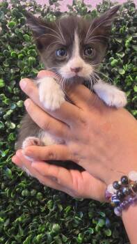 61235960 -  Domestic Short Hair Cat for Adoption in El Paso, Texas - 61235960 | PetCurious