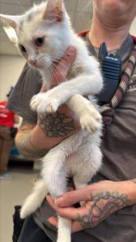 Kay -  Domestic Short Hair Cat for Adoption in West Chester, Pennsylvania - Kay | PetCurious