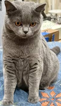 Stella  -  British Shorthair Cat for Sale in San Antonio, Texas - Stella  | PetCurious