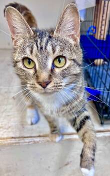 Tabby and Calico Cats Available for Adoption - Florence (FCID#02/27/2026 - 104) Jenkintown PS | PetCurious