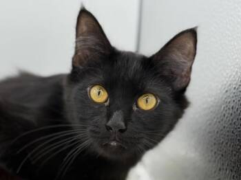 Beth -  Domestic Long Hair Cat for Adoption in Portland, Oregon - Beth | PetCurious
