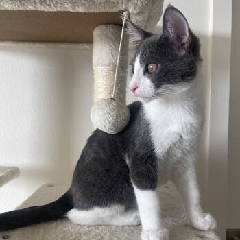 Rescue Domestic Short Hair Cats for Adoption in Los Angeles, California - Caesar | PetCurious