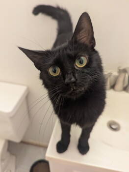 Rescue Domestic Short Hair Cats for Adoption in Herndon, Virginia - Mira | PetCurious