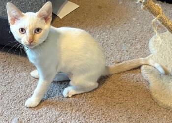Bat Girl 3573 -  Siamese and Domestic Short Hair Cat for Adoption in Dallas, Texas - Bat Girl 3573 | PetCurious