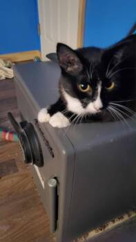 Rescue Domestic Short Hair Cats for Adoption in Plattsburgh, New York - Precious | PetCurious