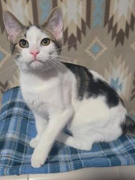 Beaver -  Domestic Short Hair Cat for Adoption in Shawnee, Kansas - Beaver | PetCurious