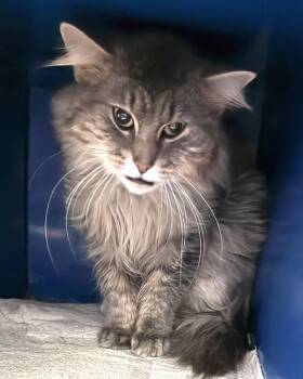 Domestic Long Hair Cats Available for Adoption in Sault Ste. Marie, Michigan - Moby | PetCurious