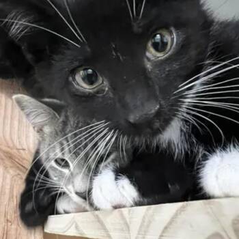 Rescue Domestic Short Hair Cats for Adoption in Lake Geneva, Wisconsin - Garlic | PetCurious