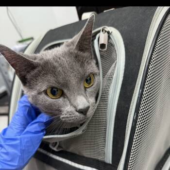 Rescue Domestic Short Hair Cats for Adoption in Newark, New Jersey - Luna | PetCurious