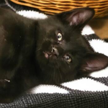 Little Man -  Domestic Short Hair Cat for Adoption in Overland Park, Kansas - Little Man | PetCurious