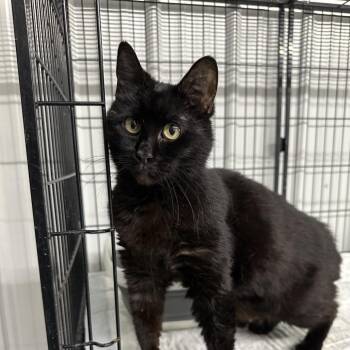 Domestic Short Hair Cats Available for Adoption in Corbin, Kentucky - Ira May | PetCurious