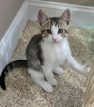 Enchilada -  Domestic Short Hair Cat for Adoption in Saint Charles, Missouri - Enchilada | PetCurious