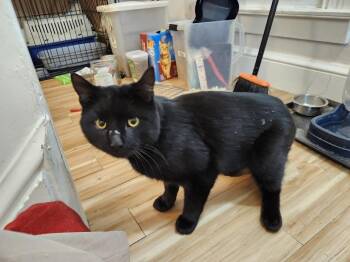 American Shorthair Cats Available for Adoption in Stowe, Pennsylvania - Oliver Twist Jul (Sweet, Handsome Boy!) | PetCurious
