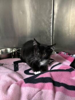 Luigi -  Domestic Short Hair Cat for Adoption in Marietta, Georgia - Luigi | PetCurious