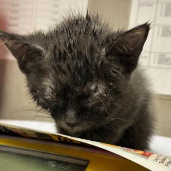 Aang -  Domestic Short Hair Cat for Adoption in Yuma, Arizona - Aang | PetCurious