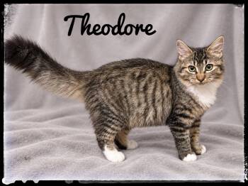 Theodore -  Domestic Medium Hair Cat for Adoption in El Cajon, California - Theodore | PetCurious