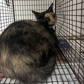 Quizlet -  Domestic Short Hair Cat for Adoption in Edinburg, Texas - Quizlet | PetCurious