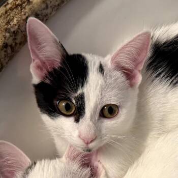 Juliet -  Domestic Short Hair Cat for Adoption in Temecula, California - Juliet | PetCurious