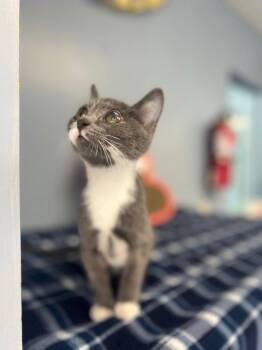 Harlo -  Domestic Short Hair Cat for Adoption in Lovingston, Virginia - Harlo | PetCurious