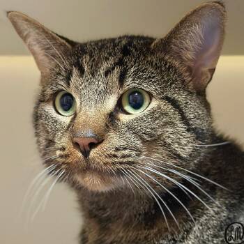 Crow -  Domestic Short Hair Cat for Adoption in Victor, New York - Crow | PetCurious