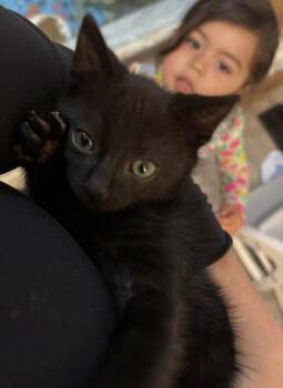 Dracula -  Domestic Short Hair Cat for Adoption in Stratham, New Hampshire - Dracula | PetCurious