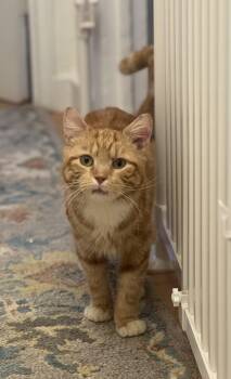 Domestic Short Hair Cats Available for Adoption in New York, New York - LION KING Aka BUBBA  | PetCurious
